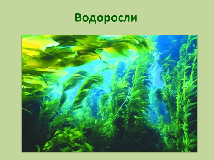 Презентация по биологии на тему "Водоросли" - Скачать презентации бесплатно | Читать или скачать учебники для школы онлайн бесплатно ☑ Школьные учебники school-textbook.com