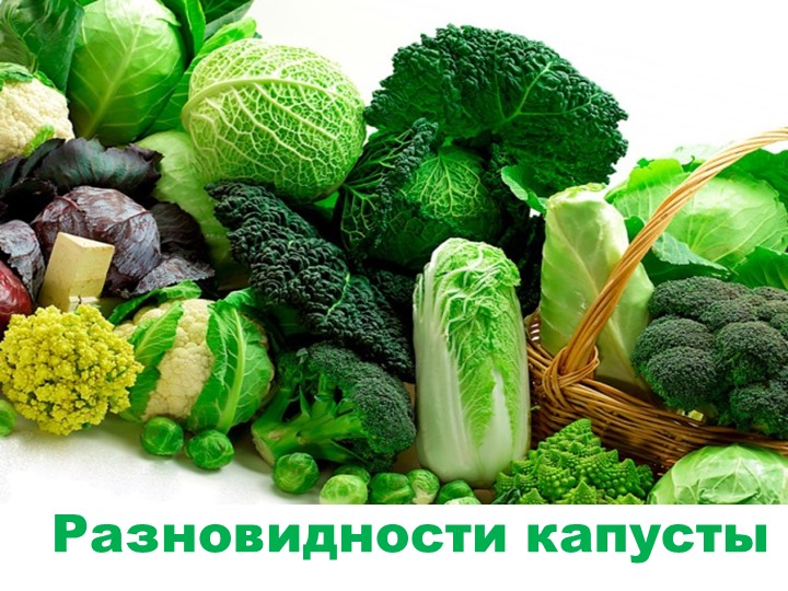 Презентация "Разновидности капусты" для детей подготовительной к школе группы. - Скачать презентации бесплатно | Читать или скачать учебники для школы онлайн бесплатно ☑ Школьные учебники school-textbook.com