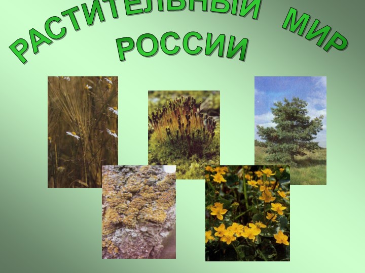 " Растительный мир России"( 7 класс) - Скачать презентации бесплатно | Читать или скачать учебники для школы онлайн бесплатно ☑ Школьные учебники school-textbook.com