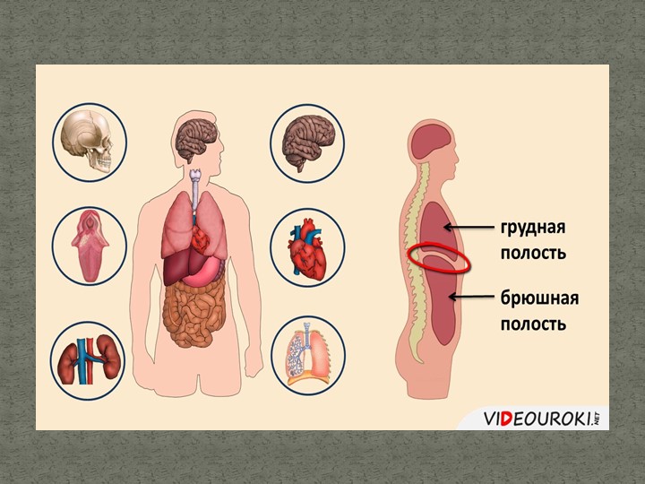 Презентация к уроку " Клеточное строение организма" - Скачать презентации бесплатно | Читать или скачать учебники для школы онлайн бесплатно ☑ Школьные учебники school-textbook.com