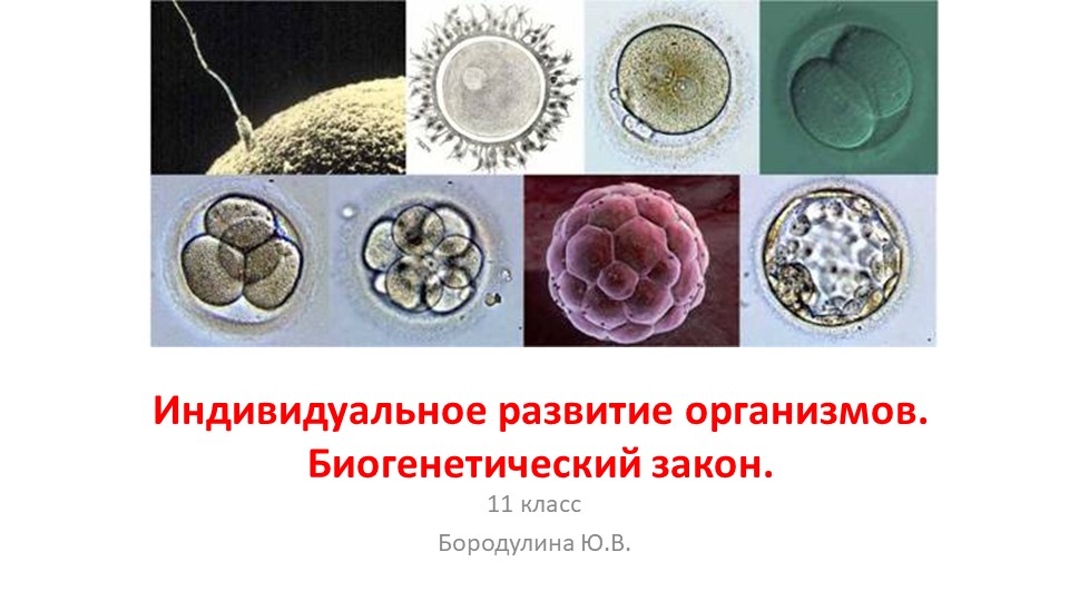 Презентация по биологии на тему "Индивидуальное развитие организмов. Биогенетический закон." (11 класс) - Скачать презентации бесплатно | Читать или скачать учебники для школы онлайн бесплатно ☑ Школьные учебники school-textbook.com
