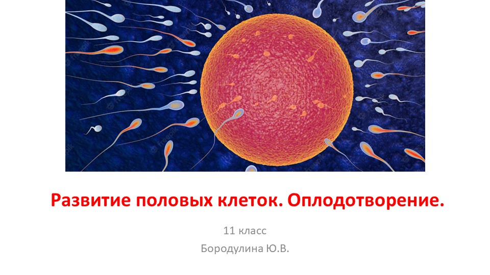 Презентация по биологии на тему "Развитие половых клеток. Оплодотворение." (11 класс) - Скачать презентации бесплатно | Читать или скачать учебники для школы онлайн бесплатно ☑ Школьные учебники school-textbook.com
