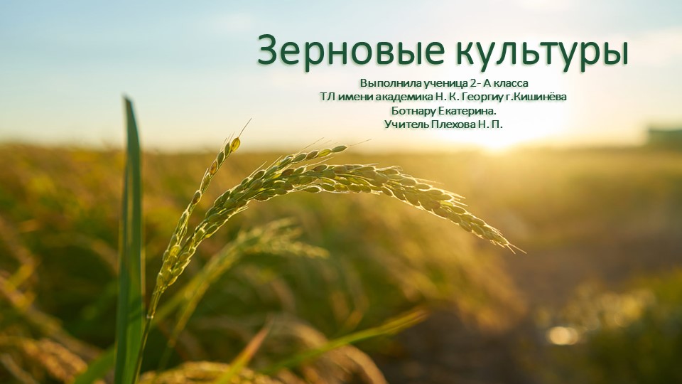Презентация по познанию мира по теме: " Культурные и дикорастущие растения" 2 класс - Скачать презентации бесплатно | Читать или скачать учебники для школы онлайн бесплатно ☑ Школьные учебники school-textbook.com