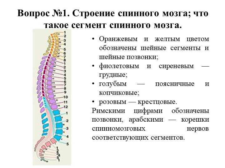 Анатомия центральной нервной системы - Скачать презентации бесплатно | Читать или скачать учебники для школы онлайн бесплатно ☑ Школьные учебники school-textbook.com