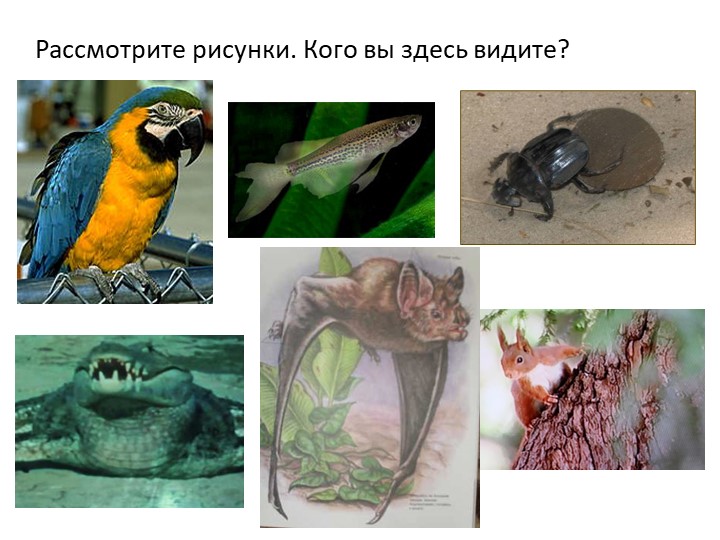 Презентация по окружающему миру на тему " Кто такие звери" ( 1 класс) - Скачать презентации бесплатно | Читать или скачать учебники для школы онлайн бесплатно ☑ Школьные учебники school-textbook.com