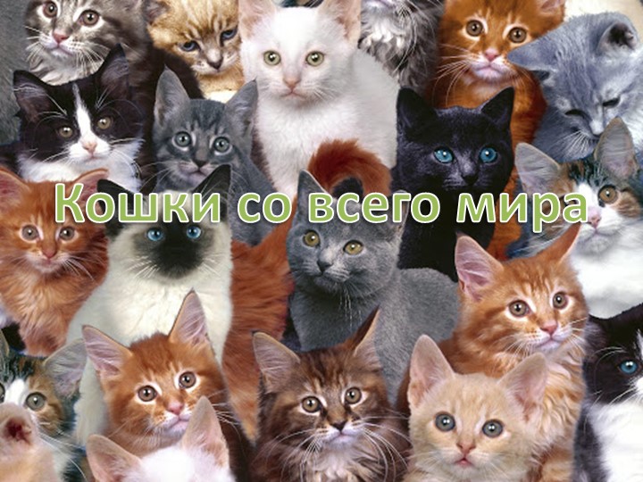 Презентация "Кошки со всего мира" - Скачать презентации бесплатно | Читать или скачать учебники для школы онлайн бесплатно ☑ Школьные учебники school-textbook.com