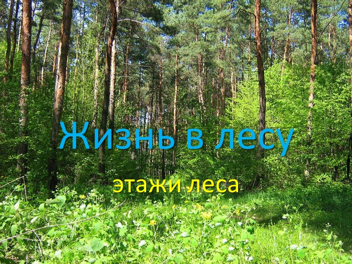 Презентация по экологии "Этажи леса" - Скачать презентации бесплатно | Читать или скачать учебники для школы онлайн бесплатно ☑ Школьные учебники school-textbook.com