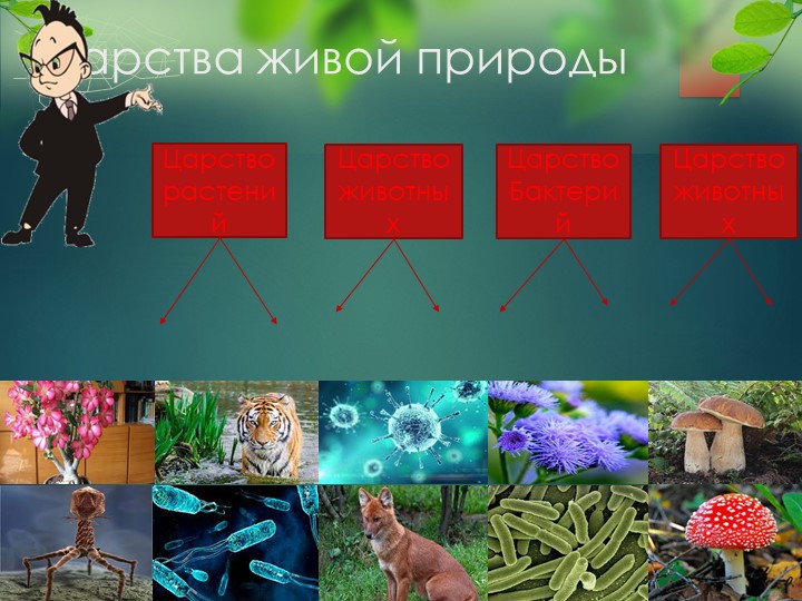 Открытый урок по грибам - Скачать презентации бесплатно | Читать или скачать учебники для школы онлайн бесплатно ☑ Школьные учебники school-textbook.com