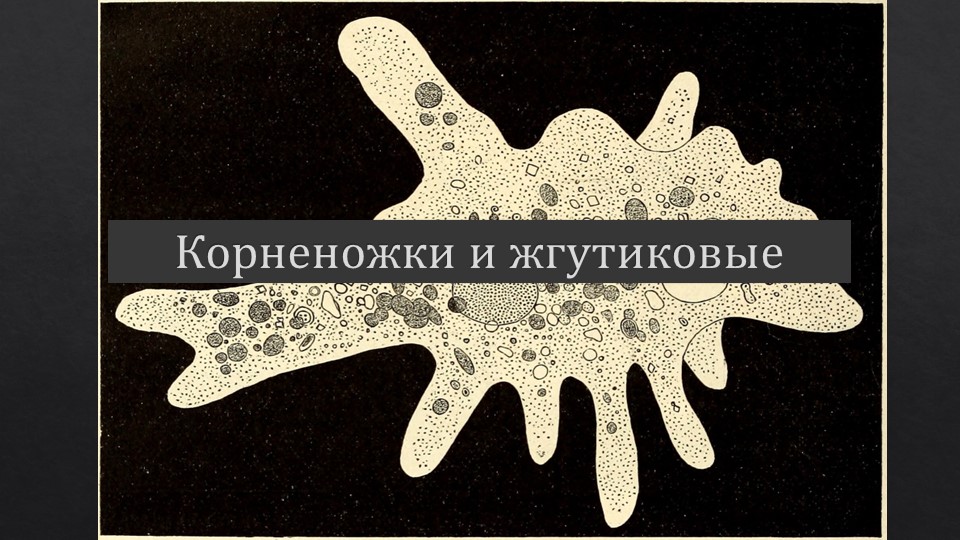 Презентация на тему "Корненожки и Жгутиковые" - Скачать презентации бесплатно | Читать или скачать учебники для школы онлайн бесплатно ☑ Школьные учебники school-textbook.com