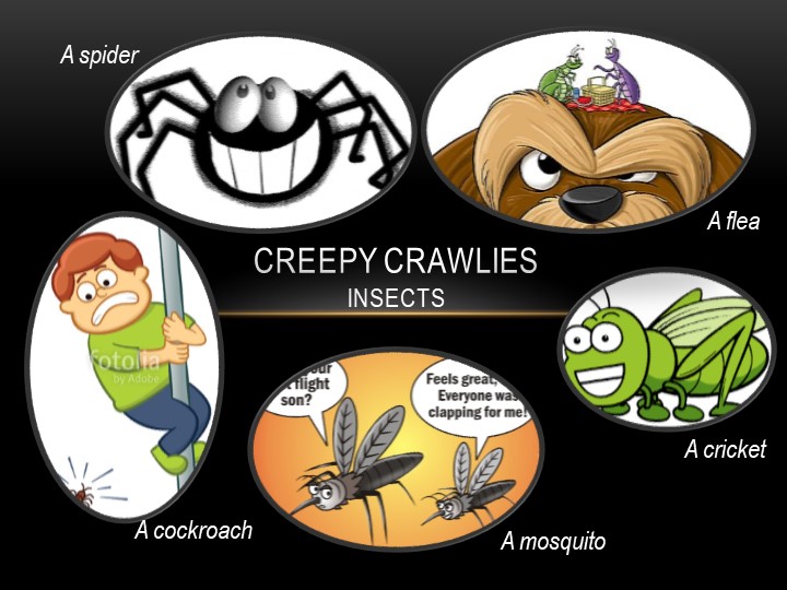 Презентация к уроку «Creepy crawlies» - Скачать презентации бесплатно | Читать или скачать учебники для школы онлайн бесплатно ☑ Школьные учебники school-textbook.com