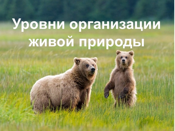 Презентация по биологии "Уровни организации живой природы" - Скачать презентации бесплатно | Читать или скачать учебники для школы онлайн бесплатно ☑ Школьные учебники school-textbook.com