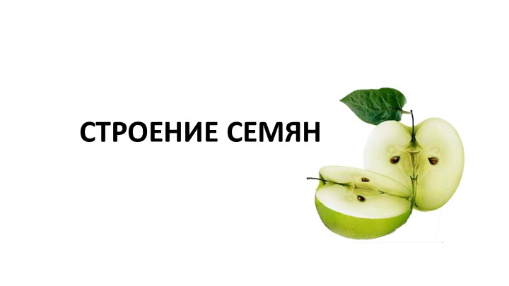 Презентация на тему "Семя. Корень: строение, значение" - Скачать презентации бесплатно | Читать или скачать учебники для школы онлайн бесплатно ☑ Школьные учебники school-textbook.com