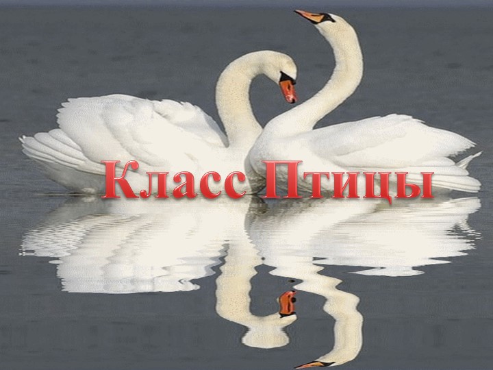 Презентация по биологии "Класс птицы" (7 класс) - Скачать презентации бесплатно | Читать или скачать учебники для школы онлайн бесплатно ☑ Школьные учебники school-textbook.com