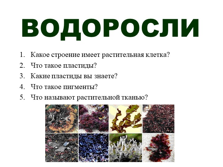 Презентация по биологии "Водоросли" (5 класс) - Скачать презентации бесплатно | Читать или скачать учебники для школы онлайн бесплатно ☑ Школьные учебники school-textbook.com