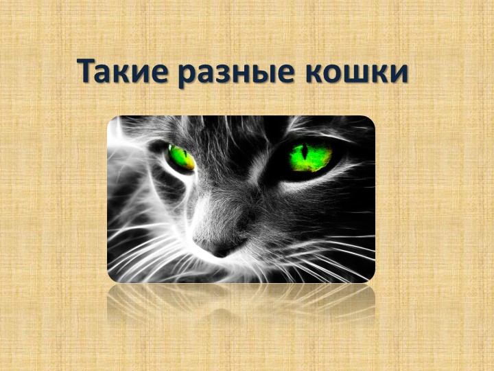 Презентация "Такие разные кошки"ки" - Скачать презентации бесплатно | Читать или скачать учебники для школы онлайн бесплатно ☑ Школьные учебники school-textbook.com