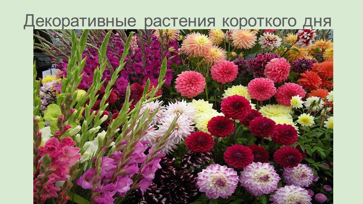 Презентация для дополнительных занятий по биологии (7 класс) - Скачать презентации бесплатно | Читать или скачать учебники для школы онлайн бесплатно ☑ Школьные учебники school-textbook.com