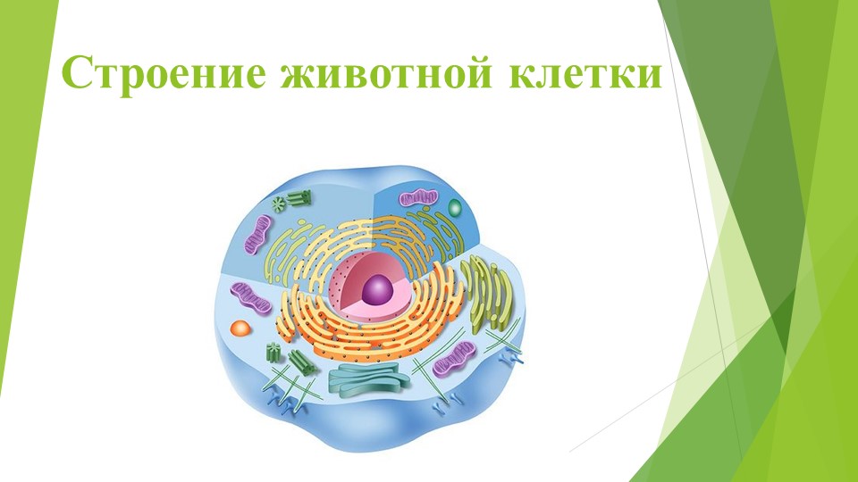 Презентация "Строение животной клетки" - Скачать презентации бесплатно | Читать или скачать учебники для школы онлайн бесплатно ☑ Школьные учебники school-textbook.com