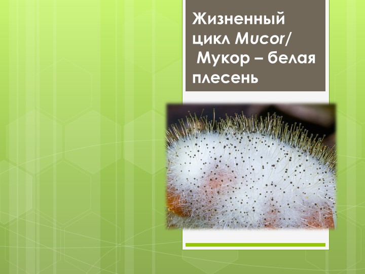 Жизненный цикл Mucor/ Мукор – белая плесень - Скачать презентации бесплатно | Читать или скачать учебники для школы онлайн бесплатно ☑ Школьные учебники school-textbook.com