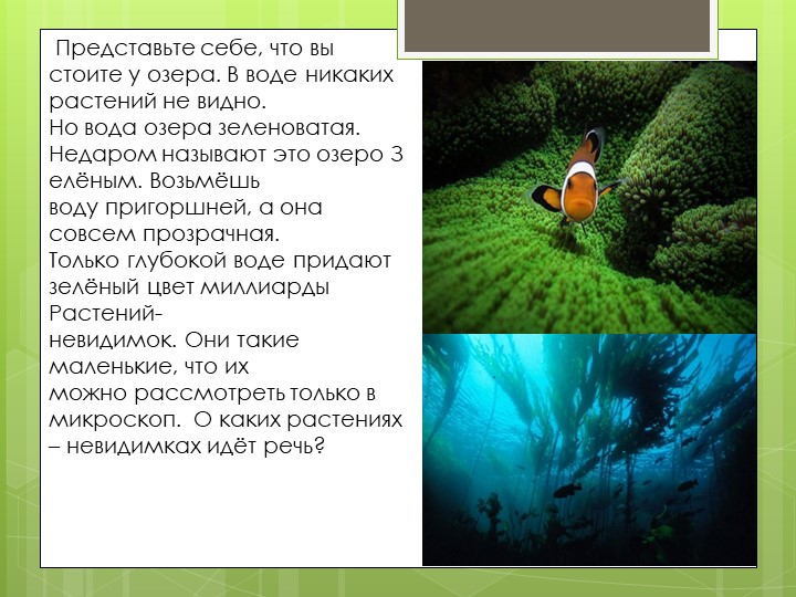 Презентация по биологии на тему "общая характеристика водорослей" (7 класс) - Скачать презентации бесплатно | Читать или скачать учебники для школы онлайн бесплатно ☑ Школьные учебники school-textbook.com
