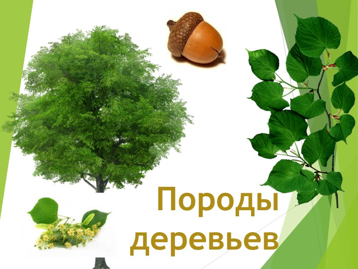 Презентация "Хвойные и лиственные деревья" - Скачать презентации бесплатно | Читать или скачать учебники для школы онлайн бесплатно ☑ Школьные учебники school-textbook.com