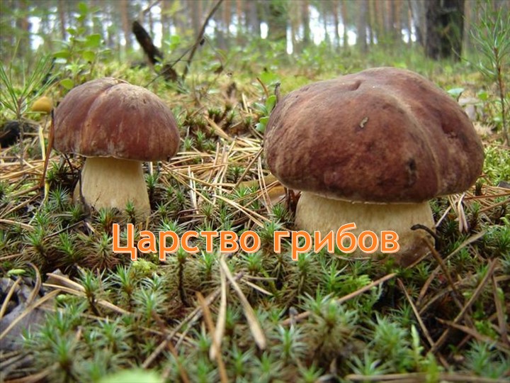 Презентация по экологии.Подготовительная группа "Царство грибов" - Скачать презентации бесплатно | Читать или скачать учебники для школы онлайн бесплатно ☑ Школьные учебники school-textbook.com