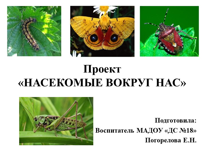 Презентация "Насекомые" вторая младшая группа - Скачать презентации бесплатно | Читать или скачать учебники для школы онлайн бесплатно ☑ Школьные учебники school-textbook.com