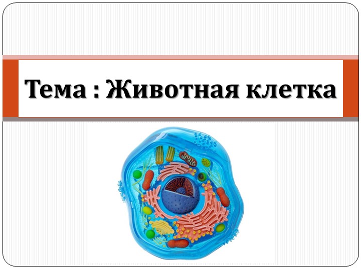 Презентация на тему Животная клетка - Скачать презентации бесплатно | Читать или скачать учебники для школы онлайн бесплатно ☑ Школьные учебники school-textbook.com