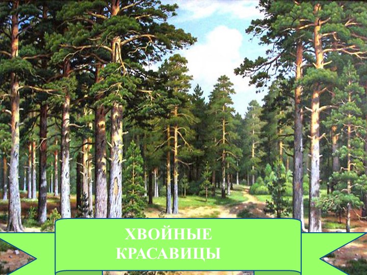 Презентация по окружающему миру "Хвойные красавицы" для дошкольников - Скачать презентации бесплатно | Читать или скачать учебники для школы онлайн бесплатно ☑ Школьные учебники school-textbook.com