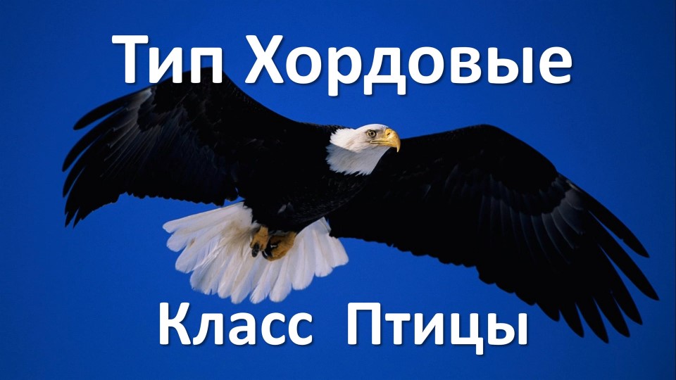 Тип Хордовые, класс Птицы - Скачать презентации бесплатно | Читать или скачать учебники для школы онлайн бесплатно ☑ Школьные учебники school-textbook.com