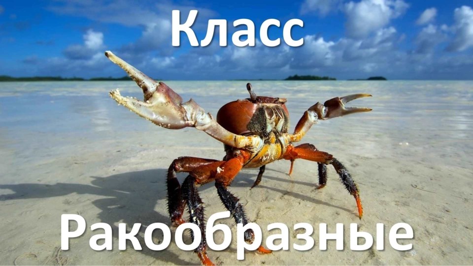 Тип Членистоногие, класс Ракообразные - Скачать презентации бесплатно | Читать или скачать учебники для школы онлайн бесплатно ☑ Школьные учебники school-textbook.com