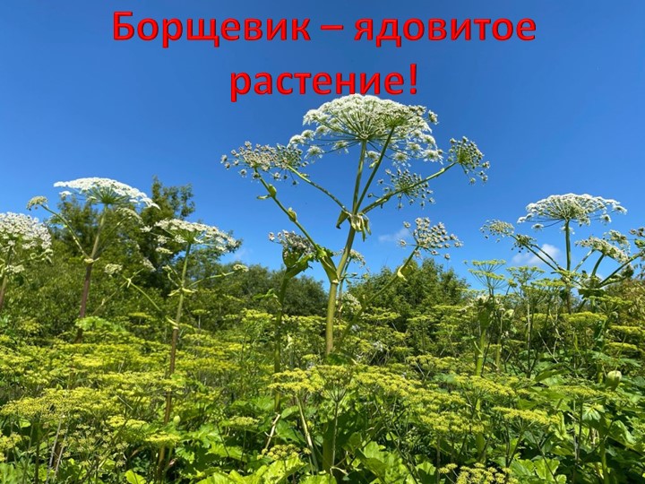 Презентация по окружающему миру 3 класс "Борщевик-ядовитое растение" - Скачать презентации бесплатно | Читать или скачать учебники для школы онлайн бесплатно ☑ Школьные учебники school-textbook.com