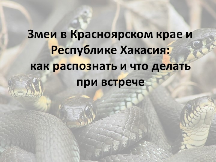 Презентация на тему "Змеи Красноярского края и Республики Хакасия" - Скачать презентации бесплатно | Читать или скачать учебники для школы онлайн бесплатно ☑ Школьные учебники school-textbook.com