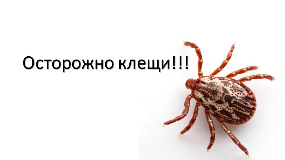 Презентация по теме "Осторожно, клещи" - Скачать презентации бесплатно | Читать или скачать учебники для школы онлайн бесплатно ☑ Школьные учебники school-textbook.com