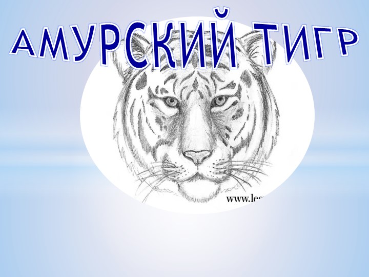 Презентация "Этот удивительный Амурский тигр" - Скачать презентации бесплатно | Читать или скачать учебники для школы онлайн бесплатно ☑ Школьные учебники school-textbook.com