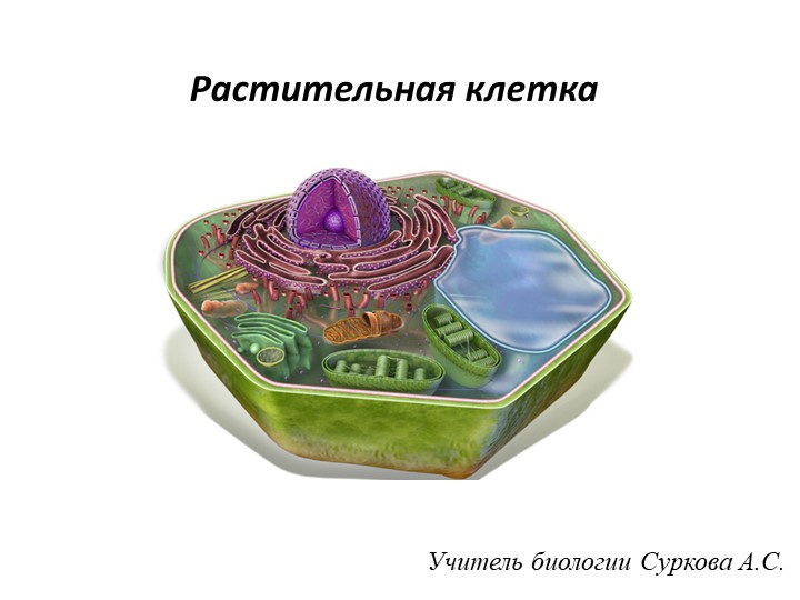 Изучение растительной клетки под световым микроскопом: клеточная оболочка, ядро, цитоплазма (пластиды, митохондрии, вакуоли с клеточным соком). (6 класс) - Скачать презентации бесплатно | Читать или скачать учебники для школы онлайн бесплатно ☑ Школьные учебники school-textbook.com