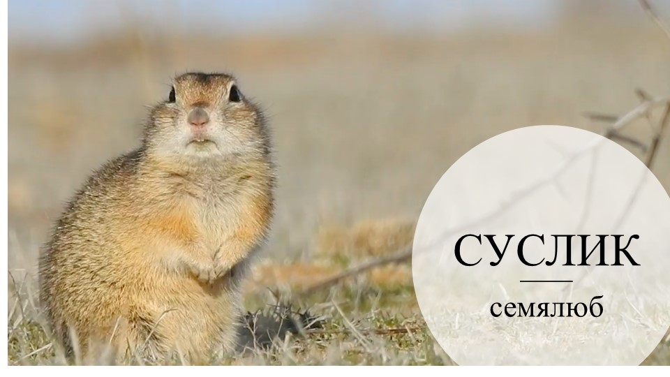 Презентация по окружающему миру 3 класс "Суслик" - Скачать презентации бесплатно | Читать или скачать учебники для школы онлайн бесплатно ☑ Школьные учебники school-textbook.com