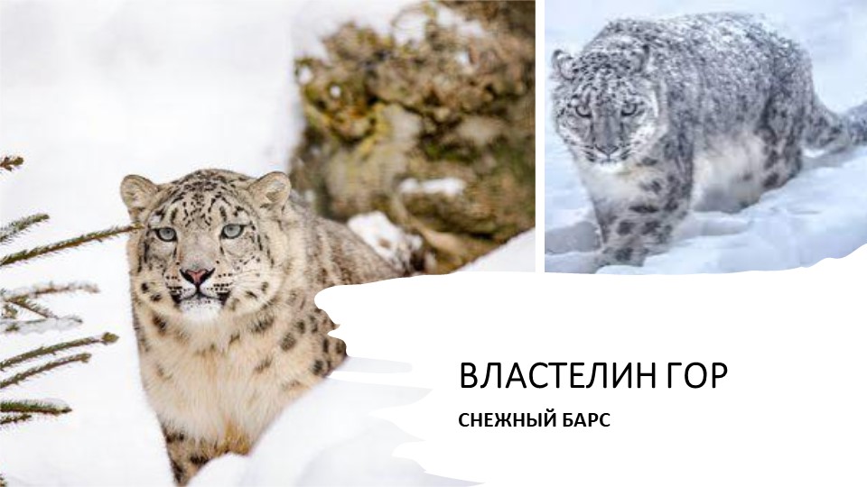 Презентация по окружающему миру 3 класс "Снежный барс". - Скачать презентации бесплатно | Читать или скачать учебники для школы онлайн бесплатно ☑ Школьные учебники school-textbook.com