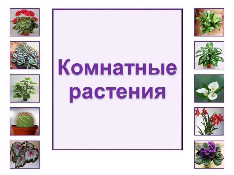 Презентация -альбом "Цветы в начальной школе" - Скачать презентации бесплатно | Читать или скачать учебники для школы онлайн бесплатно ☑ Школьные учебники school-textbook.com