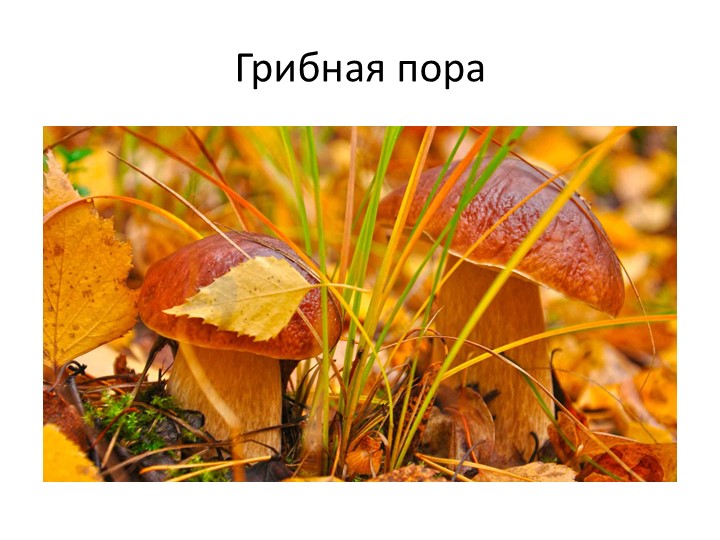 Презентация по окружающему миру, на тему:" Грибная пора" - Скачать презентации бесплатно | Читать или скачать учебники для школы онлайн бесплатно ☑ Школьные учебники school-textbook.com