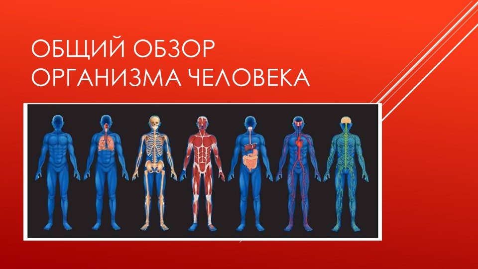 Презентация на тему "Общий обзор организма человека" - Скачать презентации бесплатно | Читать или скачать учебники для школы онлайн бесплатно ☑ Школьные учебники school-textbook.com