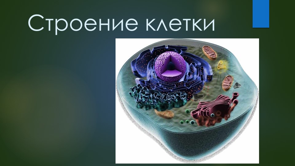 Презентация на тему "Строение клетки" - Скачать презентации бесплатно | Читать или скачать учебники для школы онлайн бесплатно ☑ Школьные учебники school-textbook.com