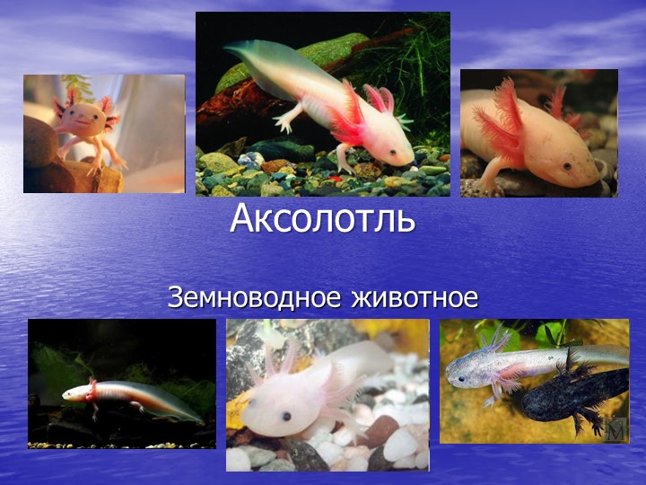 Презентация по окружающему миру "Аксолотль" - Скачать презентации бесплатно | Читать или скачать учебники для школы онлайн бесплатно ☑ Школьные учебники school-textbook.com